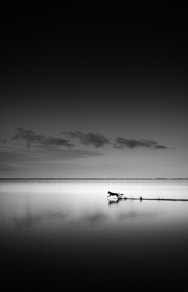 horizon photo of  the beach with a dog running across