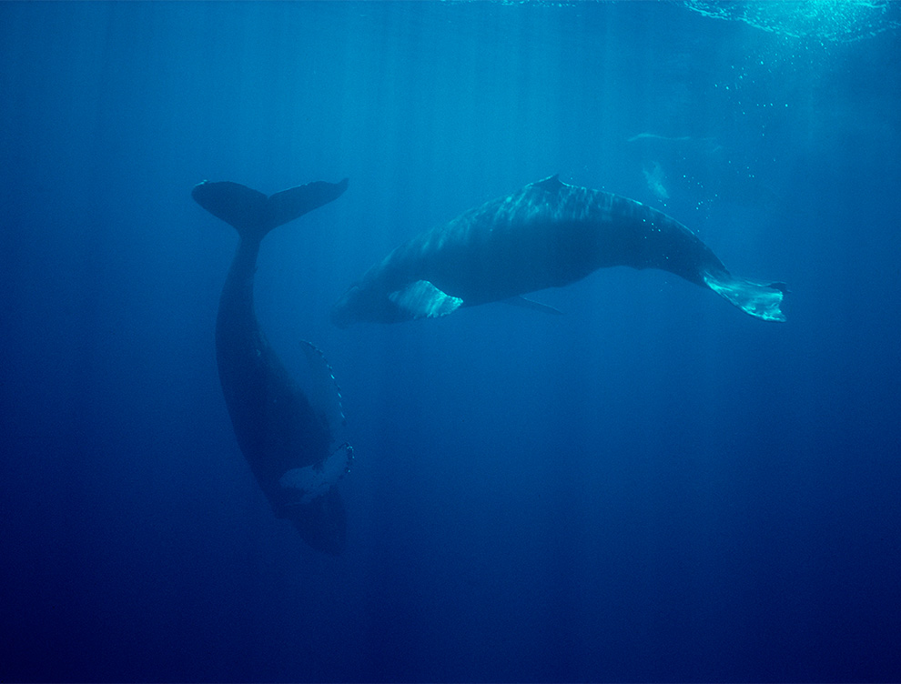 underwater photo of two whales