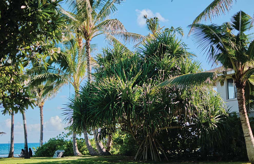 a photo of trees
