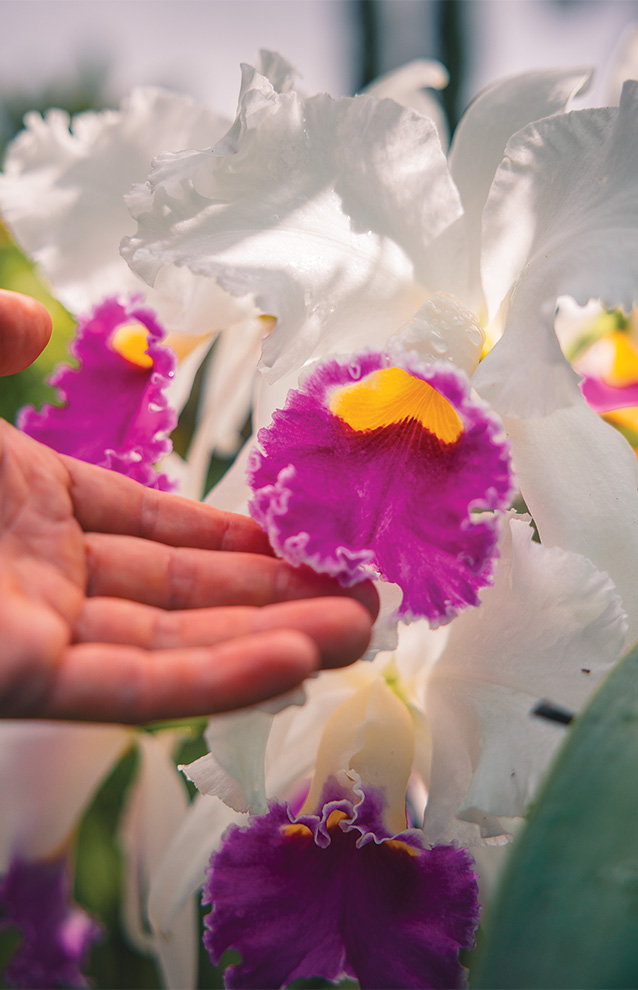 closeup of a person touching a pink and yellow flower