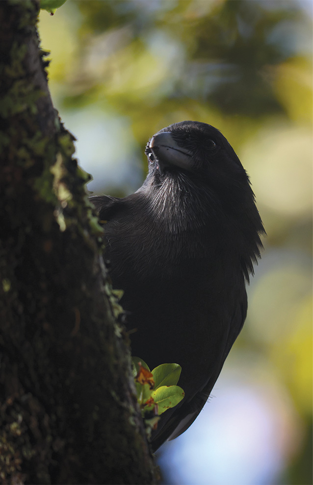 closeup of a crow sitting on a branch